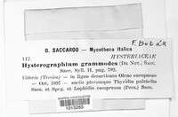 Hysterographium grammodes image